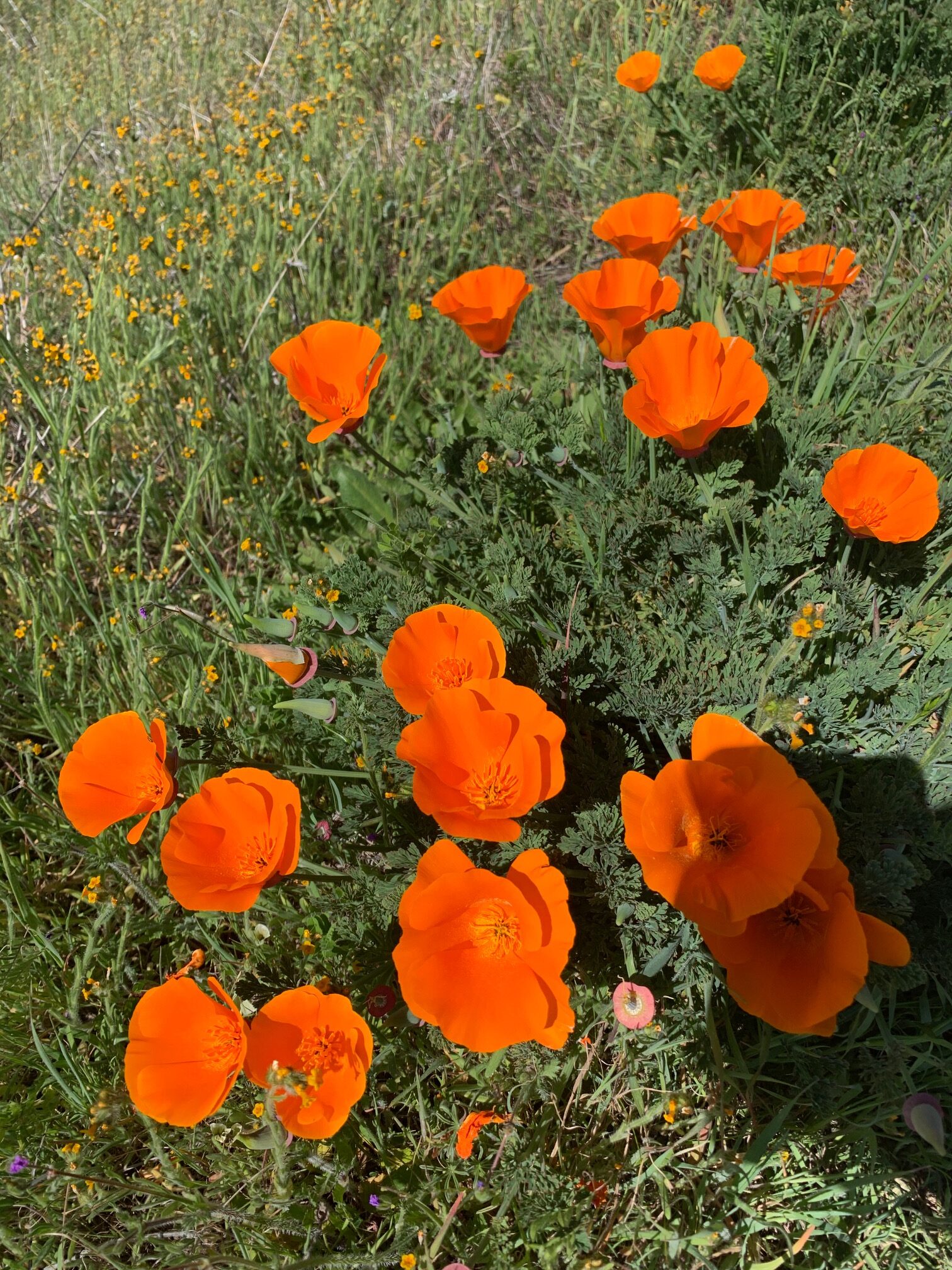 poppies