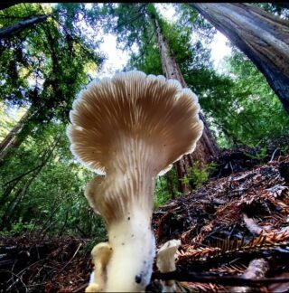 Pic from @tetonstig @portola_rsp #decomposers #decomposersatwork #fungi #fungiphotography #fungusamongus #redwoodforest #forestfloor #CAstateparks #santacruzmountains #portolaandcastlerockfoundation