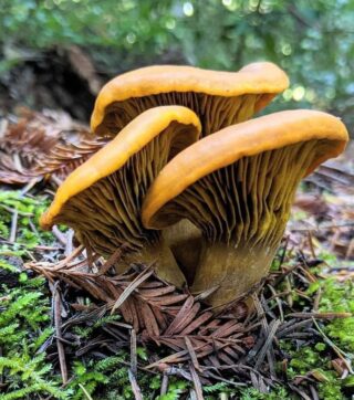 Pic from Sam Drake, Western Jack o Lantern #mushrooms @portola_rsp #portolaredwoodsstatepark #decomposers #decomposersatwork #fungus #fungusamongus #mushroomsofinstagram #forestfloor #redwoodforest #portolaandcastlerockfoundation
