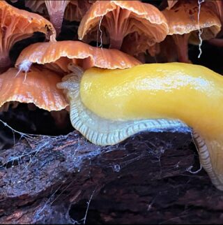 Pic from @tetonstig #bananaslug among #mushrooms @portola_rsp #decomposers #fungusamongus #mushroomsofinstagram #slugsofinstagram #forestfloor #cycleoflife #redwoodforest #castateparks #santacruzmountains #portolaandcastlerockfoundation